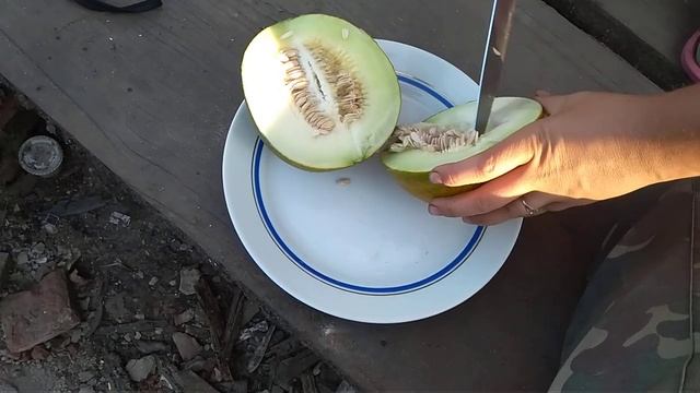 Дыня колхозница. Первый плод! смотреть онлайн
