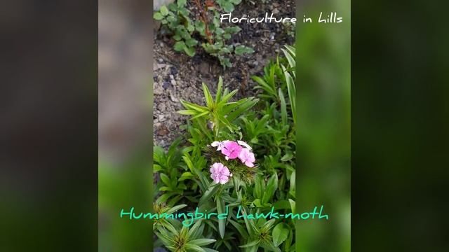 Hummingbird hawk-moth sucking nectar from Dianthus barbatus(sweet william) смотреть онлайн