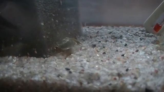 Triops granarius (przekopnica afrykańska) 21 смотреть онлайн