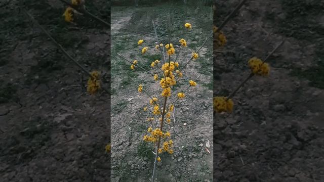 Цветение кизила смотреть онлайн