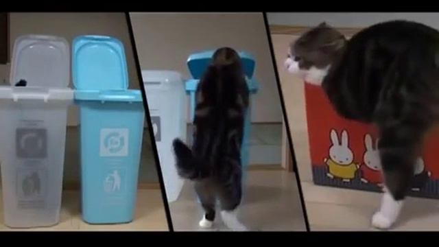 Кот который любит коробки смотреть онлайн