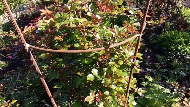 Плетистые розы. Опоры и крепление. смотреть онлайн