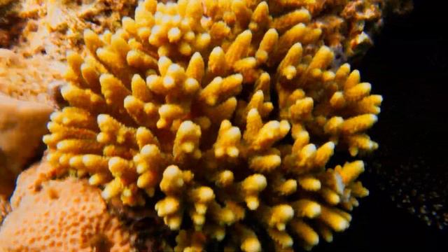 Sharm el-Sheikh. Hilton hotel. Coral reef смотреть онлайн