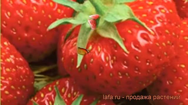 Земляника садовая Олимпийская надежда ? обзор: как сажать, рассада земляники Олимпийская надежда смотреть онлайн