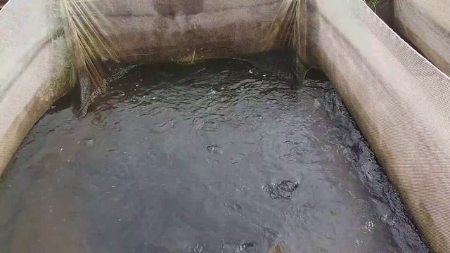 Выращивание клариевого сома в садках. Прирост за 10 дней 120 гр смотреть онлайн