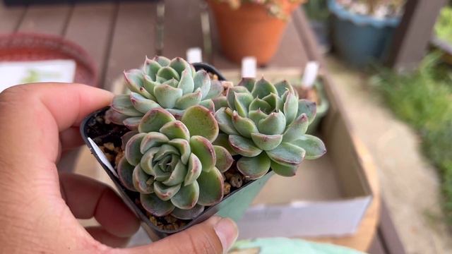 Succulent plant haul from my amazing friends смотреть онлайн