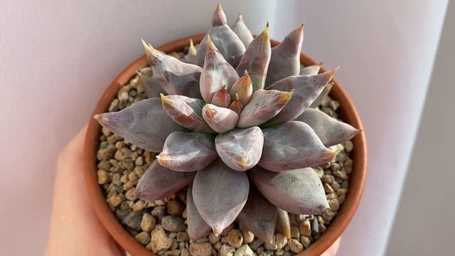 Эхеверия Толиманенсис