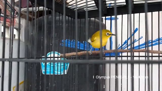 Olympus PEN E-PL7 Video Sample Video Test смотреть онлайн