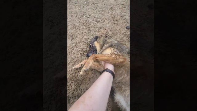 03.06.22 кожуховский приют смотреть онлайн