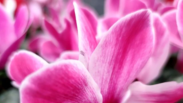 Цветущий сад дома! Подкормите домашние цветы этим! смотреть онлайн