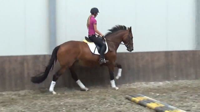 FOR SALE : 2010 mare by Krack C x Vincent смотреть онлайн