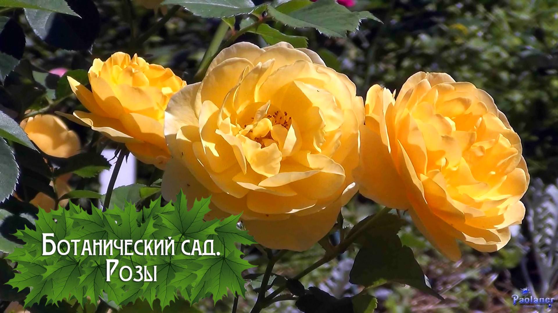 Ботанический сад. Розы (2024) смотреть онлайн