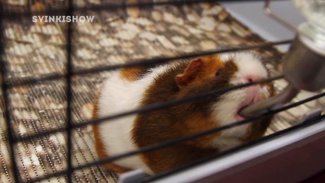 КТО ПОГРЫЗ КОВРИК? Покупки Для Морских Свинок / Стирка Коврика ПВХ / SvinkiShow смотреть онлайн