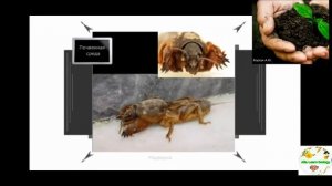 Тема." Почва.  Обитатели почвы". Природоведение 2 - 3 класс