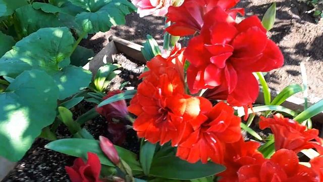 Амариллисы в огороде часть 2 . Amaryllis Hippeastrum flowers for up to two weeks. смотреть онлайн