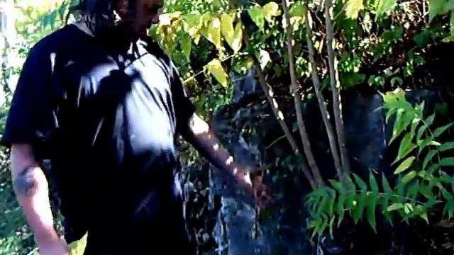 Useful Plant : Ailanthus смотреть онлайн