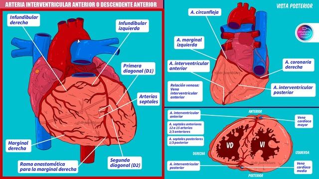 IRRIGACIÓN del CORAZÓN ( ARTERIAS CORONARIAS ) смотреть онлайн