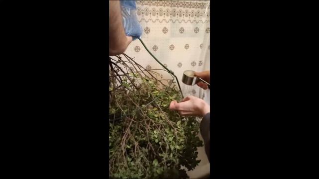 Купание огромной Туласи смотреть онлайн