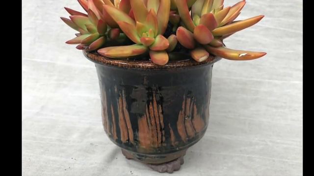Design Tips: How to Select the Best Pots for Succulents смотреть онлайн