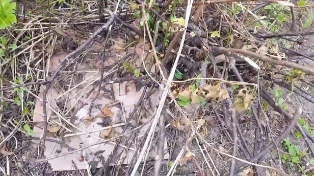 Дачные истории/Приводим в порядок сад смотреть онлайн