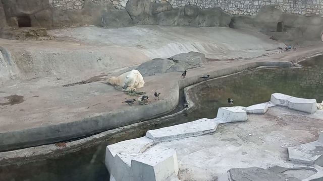 Белый медведь))))) смотреть онлайн