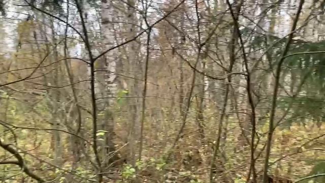 Видео 1591 смотреть онлайн