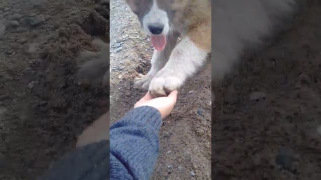 Щенок Алабай смотреть онлайн