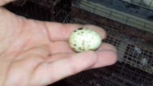 Когда можно начинать собирать яйца перепелов в инкубатор?Наше мнение.Индюки,перепела разносятся.