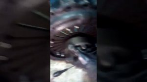 Выжимной.Сцепление маз, ямз 236