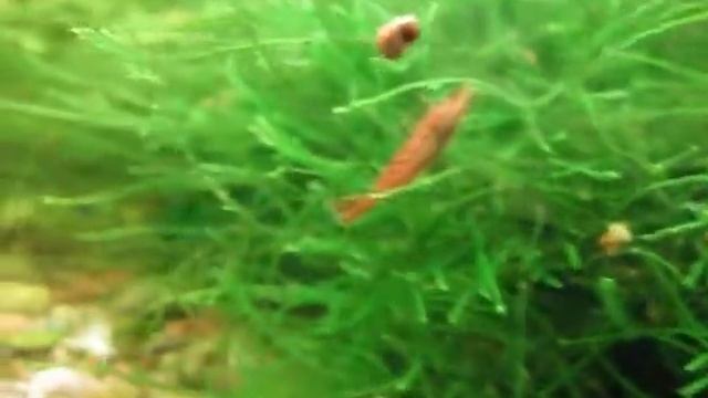вишенка, теперь хоть видно после прополки акваса = смотреть онлайн