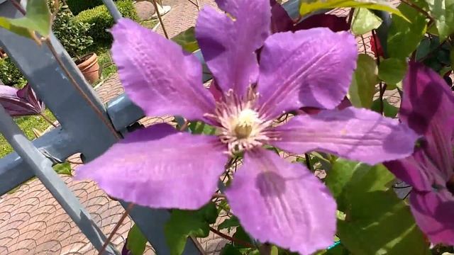 Clematis Viola