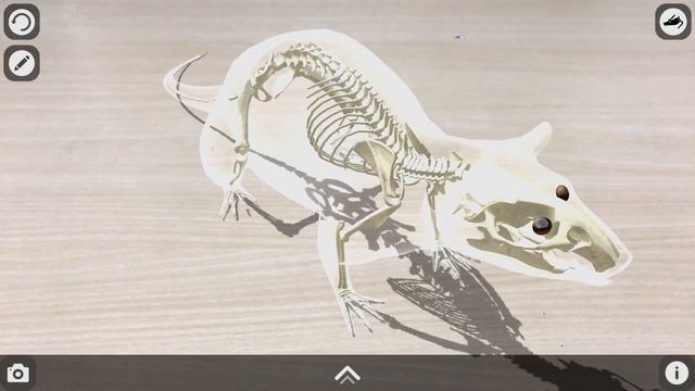 Rattus AR: Learn Anatomy and Dissection of Rat смотреть онлайн