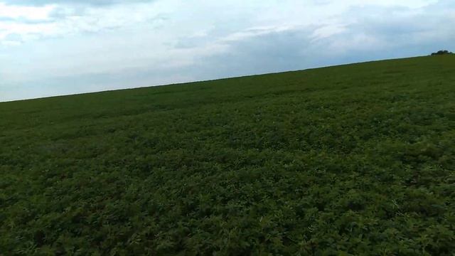 Люцерна. Плато. Норма высева 12 кг/га. смотреть онлайн