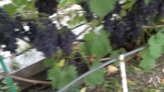 Виноград Кодрянка. Сорт селекции Виерул (Молдова) смотреть онлайн