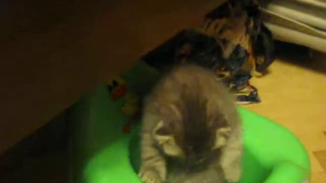 котенок в детском горшочке смотреть онлайн