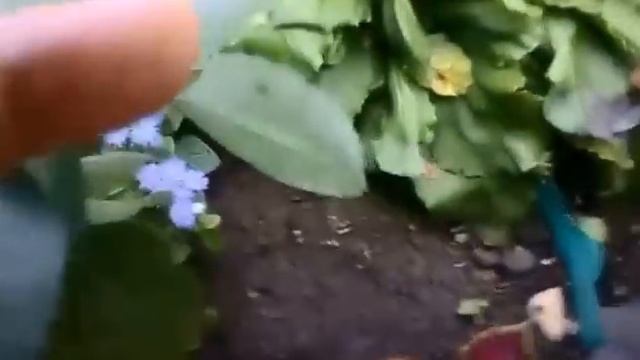 Розы осенью. Чем подкормить к зиме. смотреть онлайн