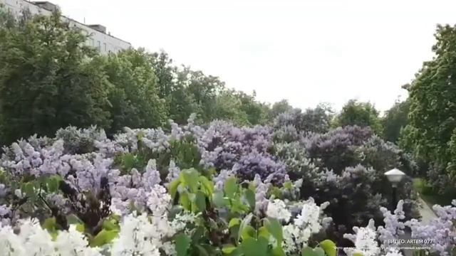 Итоги конкурса концепций Сиреневого бульвара в Троицке подведут в начале лета смотреть онлайн