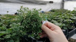 Гвоздика травянка из семян. Обзор