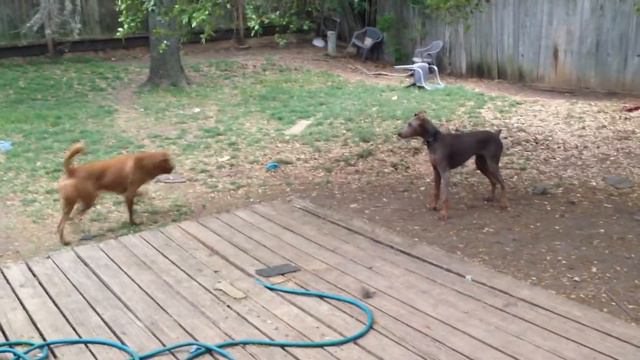 Doberman mid-air collision video смотреть онлайн