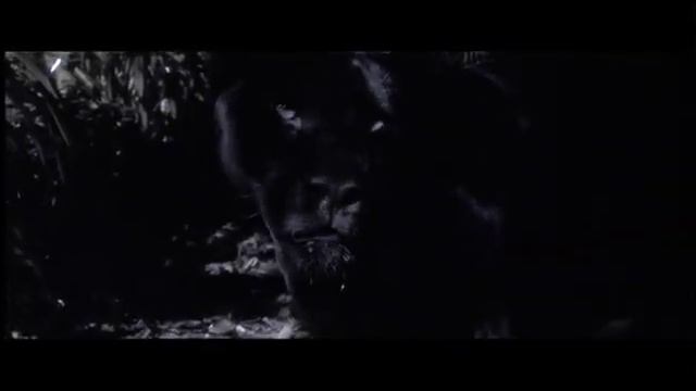 Anaconda kills a panther смотреть онлайн