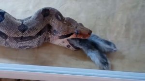 Питон кушает кролика