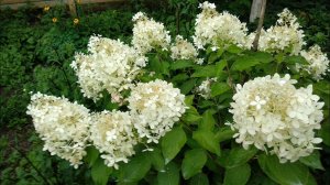 Гортензии. Молодые гортензии в моем саду.