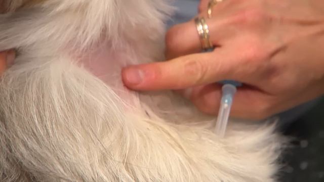 Dog Eats Bread Dough And It Rises In Its Tummy ? Bondi Vet Clips | Bondi Vet