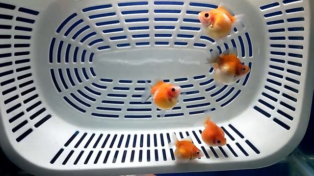 my pingpong goldfish смотреть онлайн