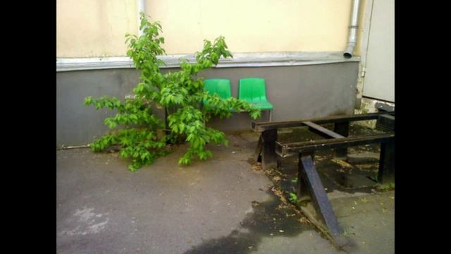 Зеленый Куст смотреть онлайн