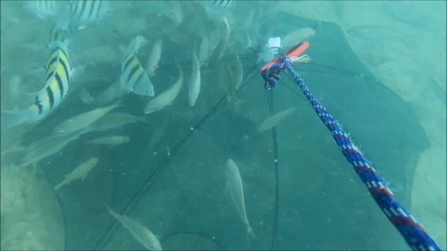 Amazing fish trap in sea# GoPro in bait trap смотреть онлайн