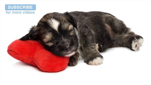 2 and a Half Hours of Doggy Sleep Music! смотреть онлайн