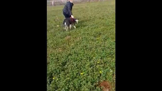 20211123 fivos video1 смотреть онлайн