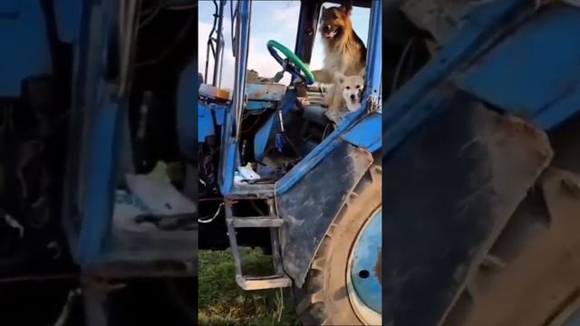 СМЕШНЫЕ КОШКИ И СОБАКИ #19 Забавные ЖИВОТНЫЕ / 11 минут смеха / ЛУЧШИЕ ПРИКОЛЫ смотреть онлайн