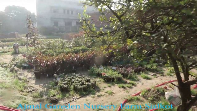 Ajmal Garden Nursery Farm Sialkot, سیالکوٹ کی مشہور نرسری Sialkot Nursery Flowers & Trees, (ML) смотреть онлайн